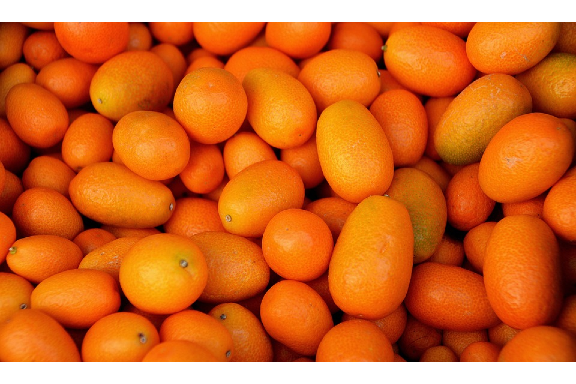 Gyümölcstermő dísznövények – Kumquat, azaz a koktélnarancs