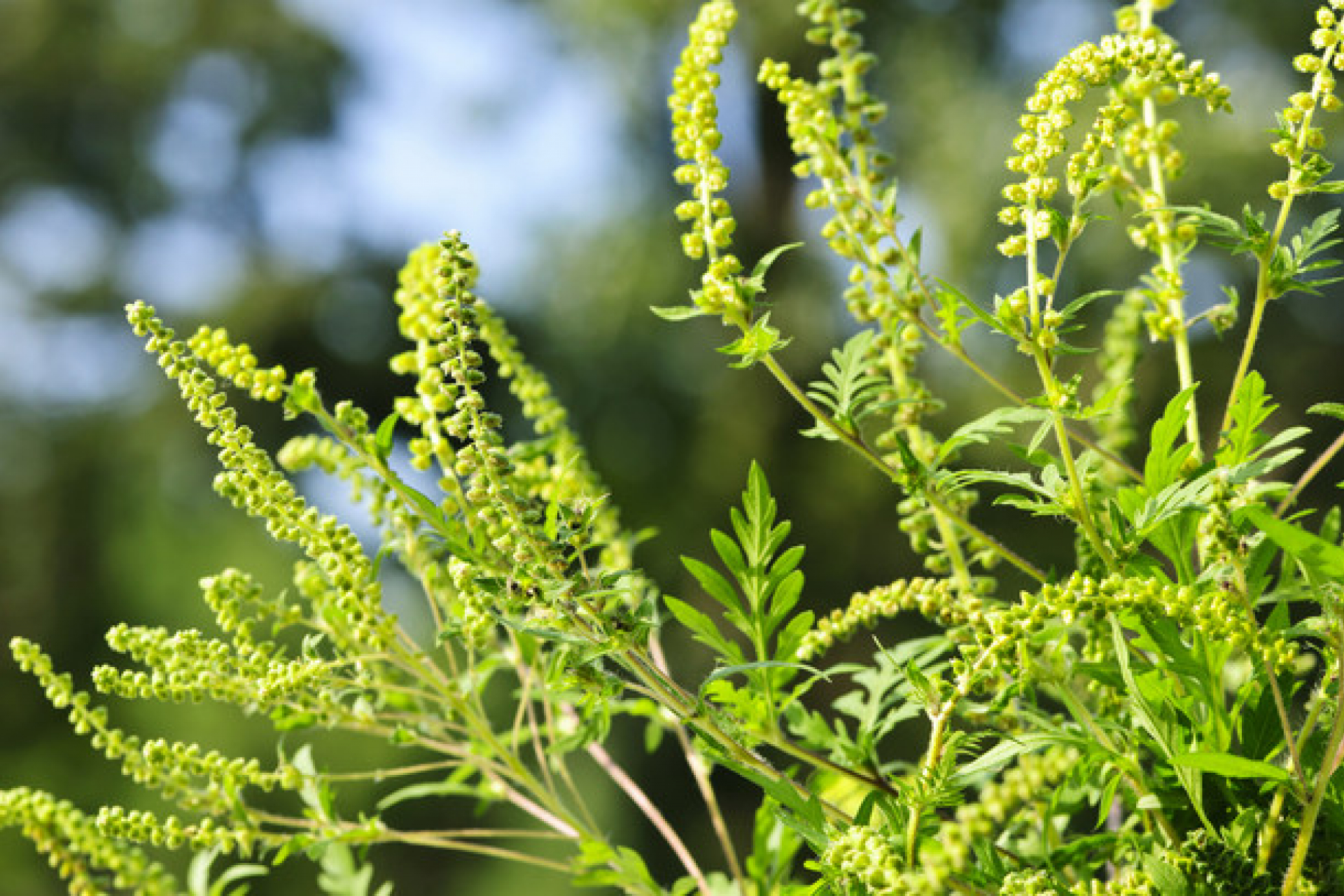 A jó idő ára: a pollenallergia